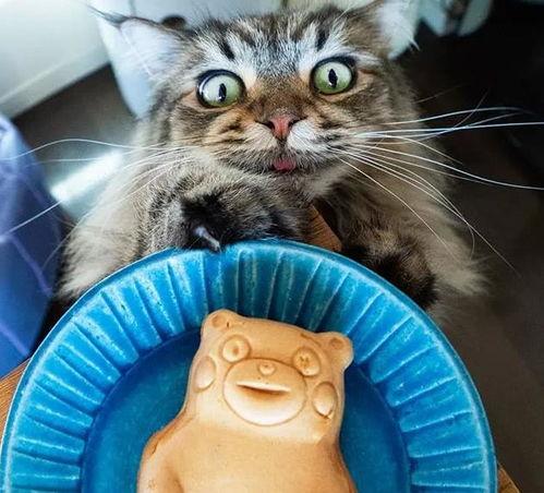 51黑料吃瓜喵小吉,吃瓜喵小吉带你探秘网络八卦世界