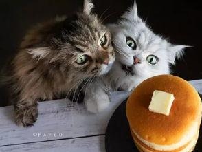 51黑料吃瓜喵小吉,吃瓜喵小吉带你探秘网络八卦世界